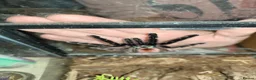 Spiders invertebrates for sale: Caribena Versicolour (Pink toe) - Advert 5