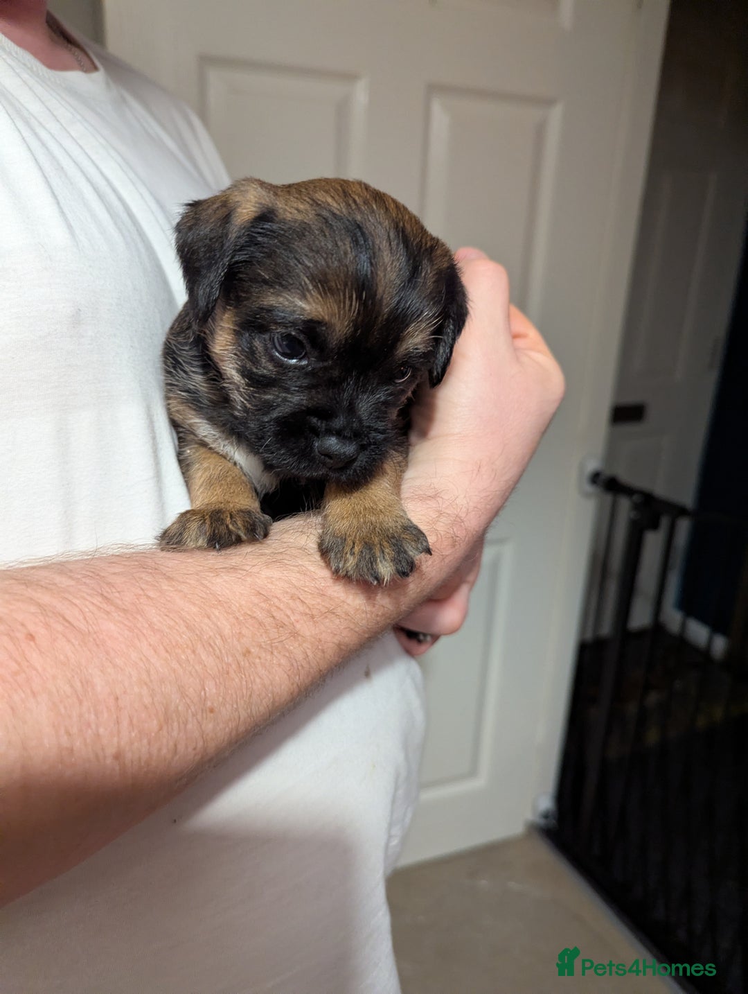 Border Terrier dogs for sale: KC Reg Border Terrier pups - Advert 18