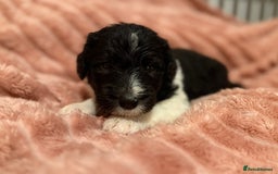 Sheepadoodle dogs for sale: Lovely Litter of F1 Sheepadoodles 5⭐️ license  - Image 24
