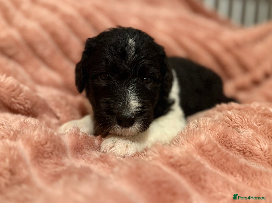 Sheepadoodle dogs for sale: Lovely Litter of F1 Sheepadoodles 5⭐️ license  - Image 24