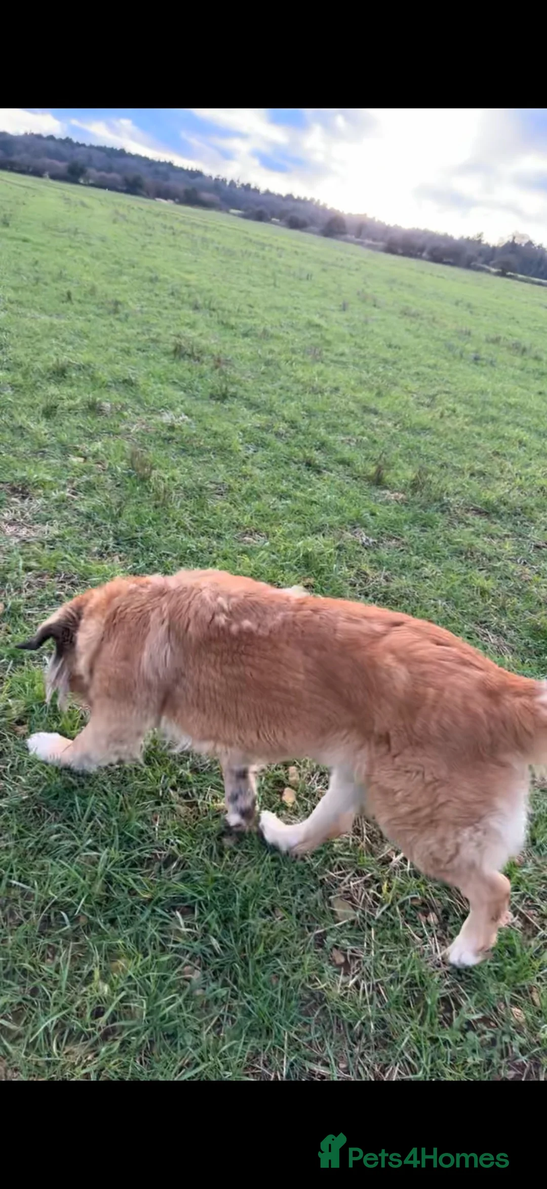 Mixed Breed dogs for sale: Working St Bernard cross German Shepherd - Advert 4