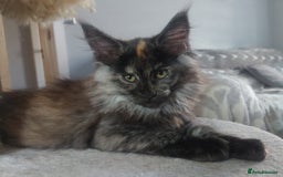 Maine Coon cats for stud: Active Tica duel Gccf Maine Coons in Grantham - Image 31