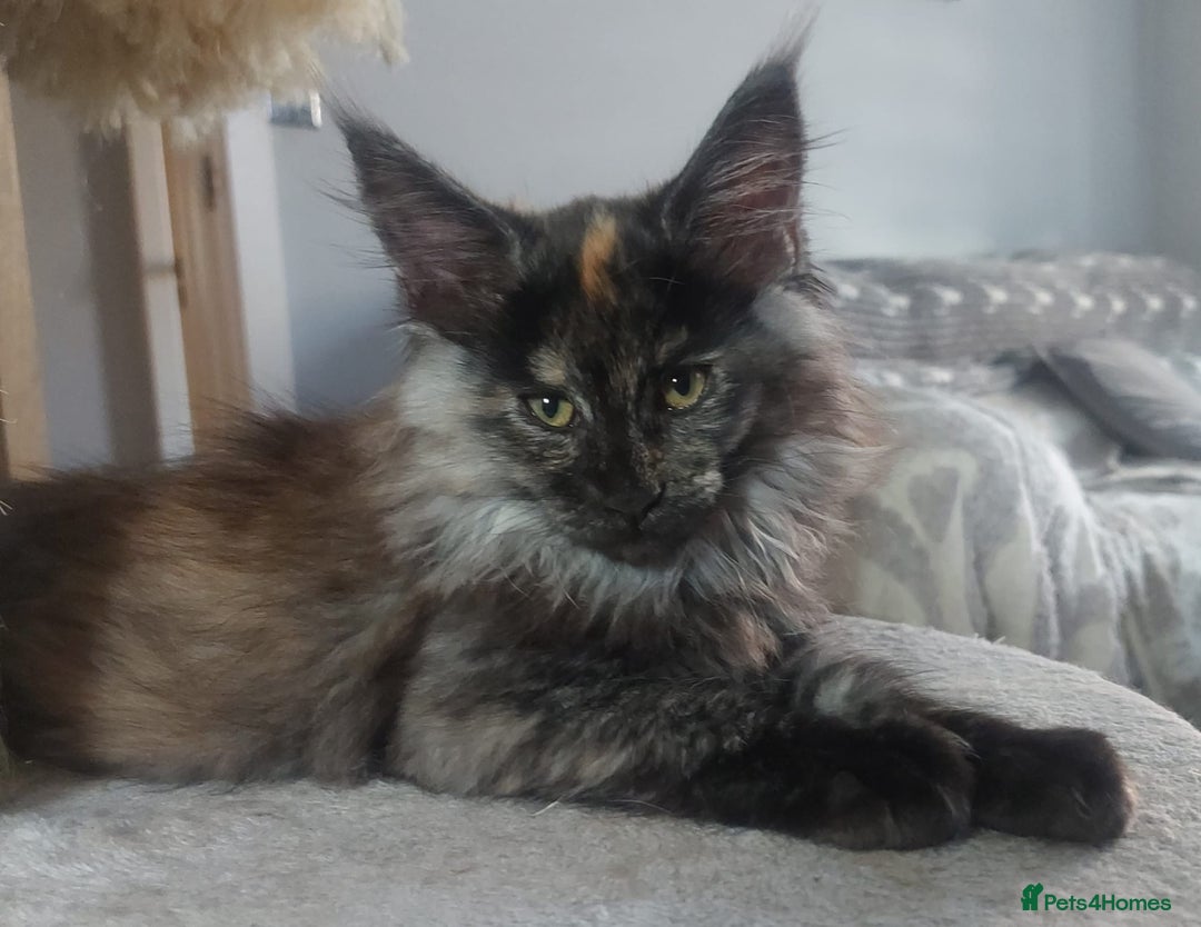 Maine Coon cats for stud: Active Tica duel Gccf Maine Coons in Grantham - Image 31