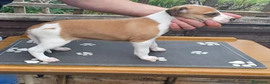 Whippet 5