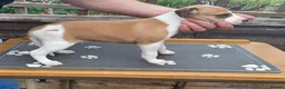 Whippet dogs for sale: KC Registered Whippet Puppies in Cambridge - Advert 3