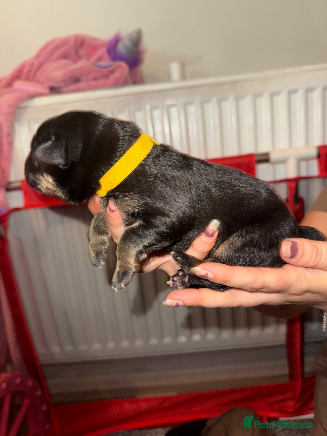 German Shepherd dogs for sale: German shepard  pups  - Image 9