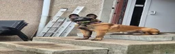 Belgian Shepherd Dog dogs for stud: Belgian malinois for stud - Advert 3