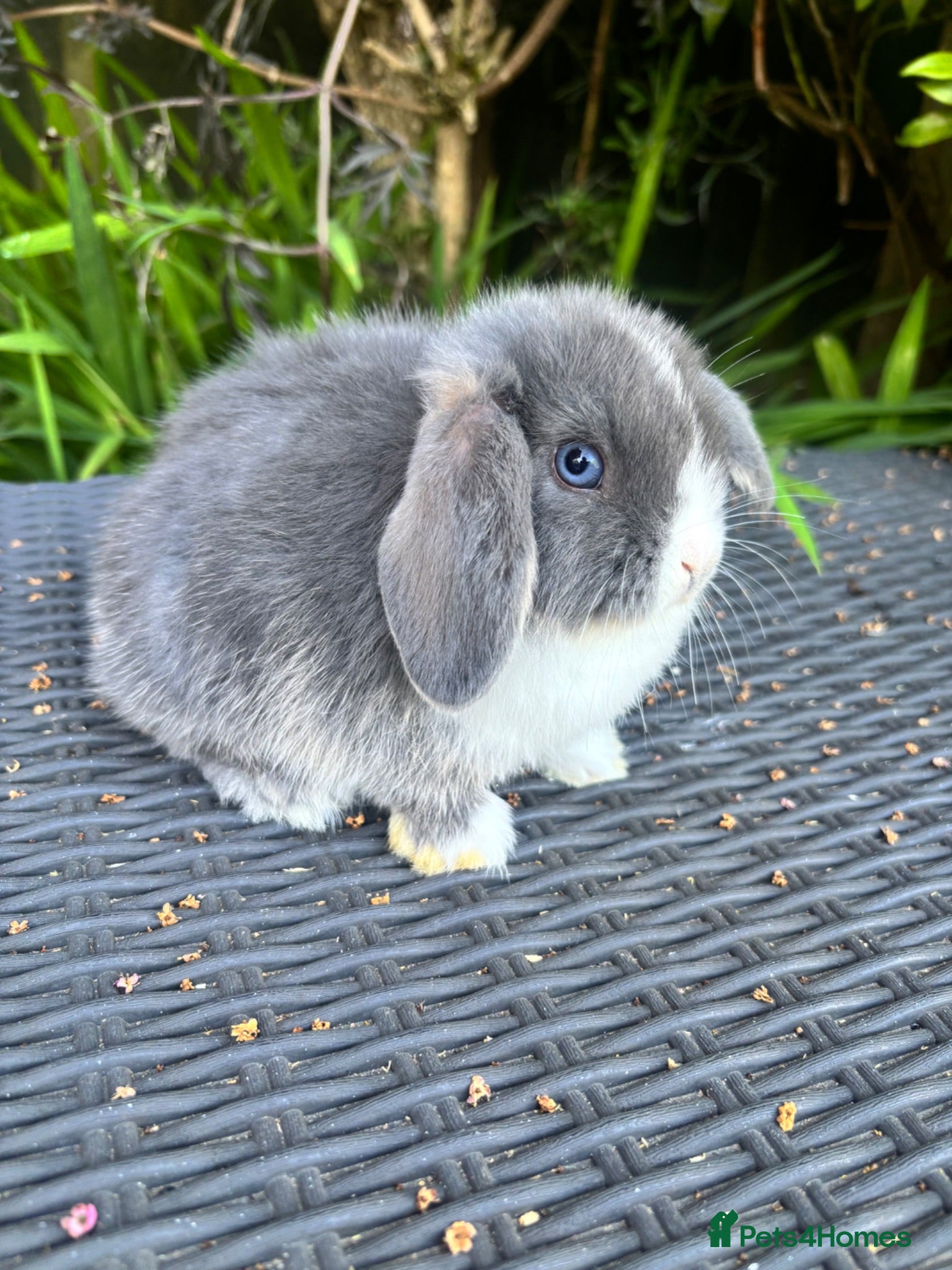 Mini Lop rabbits Mini lop babies  - Advert 2