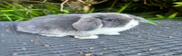 Mini Lop rabbits for sale: Ready to leave. Mini lop babies  - Advert 5