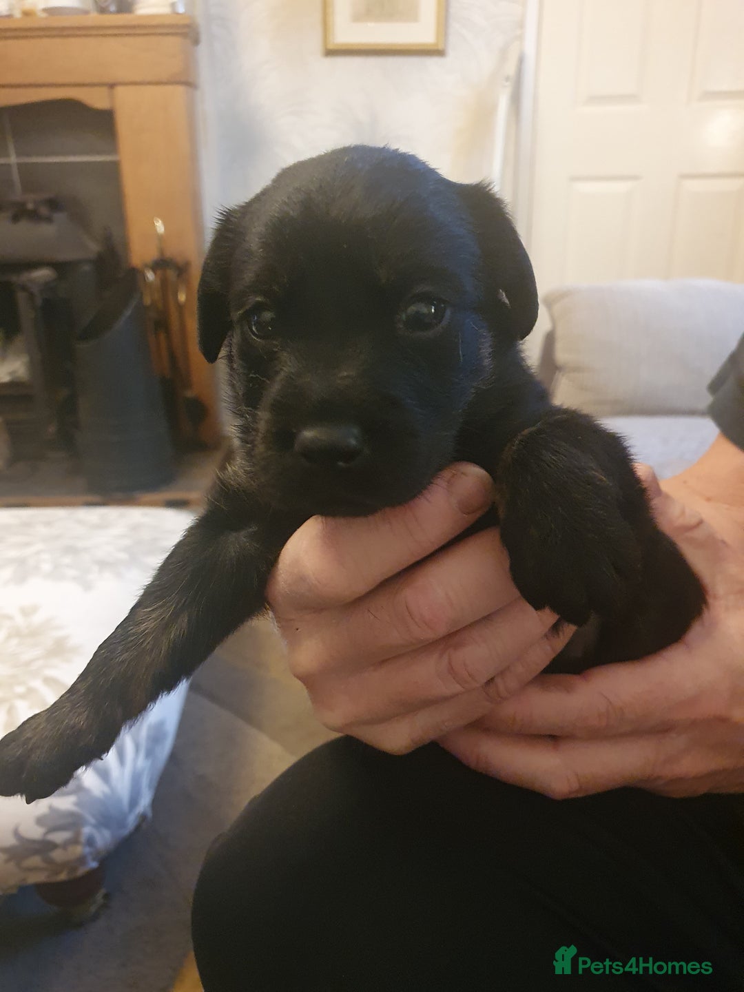 Labrador Retriever dogs for sale: labrador pups for sale home reared - Advert 10