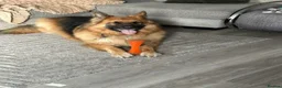 German Shepherd dogs for sale: Maui the Germanshep - Advert 5