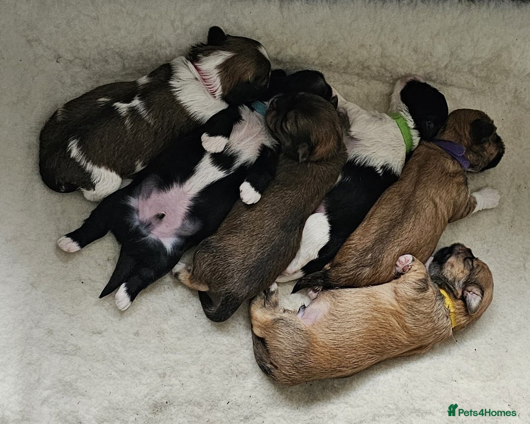 Lhasa Apso dogs for sale: Stunning pedigree Lhasa Apso Puppies - Advert 5