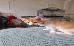 Domestic Shorthair cats for sale: READY TO GO  - Image 6