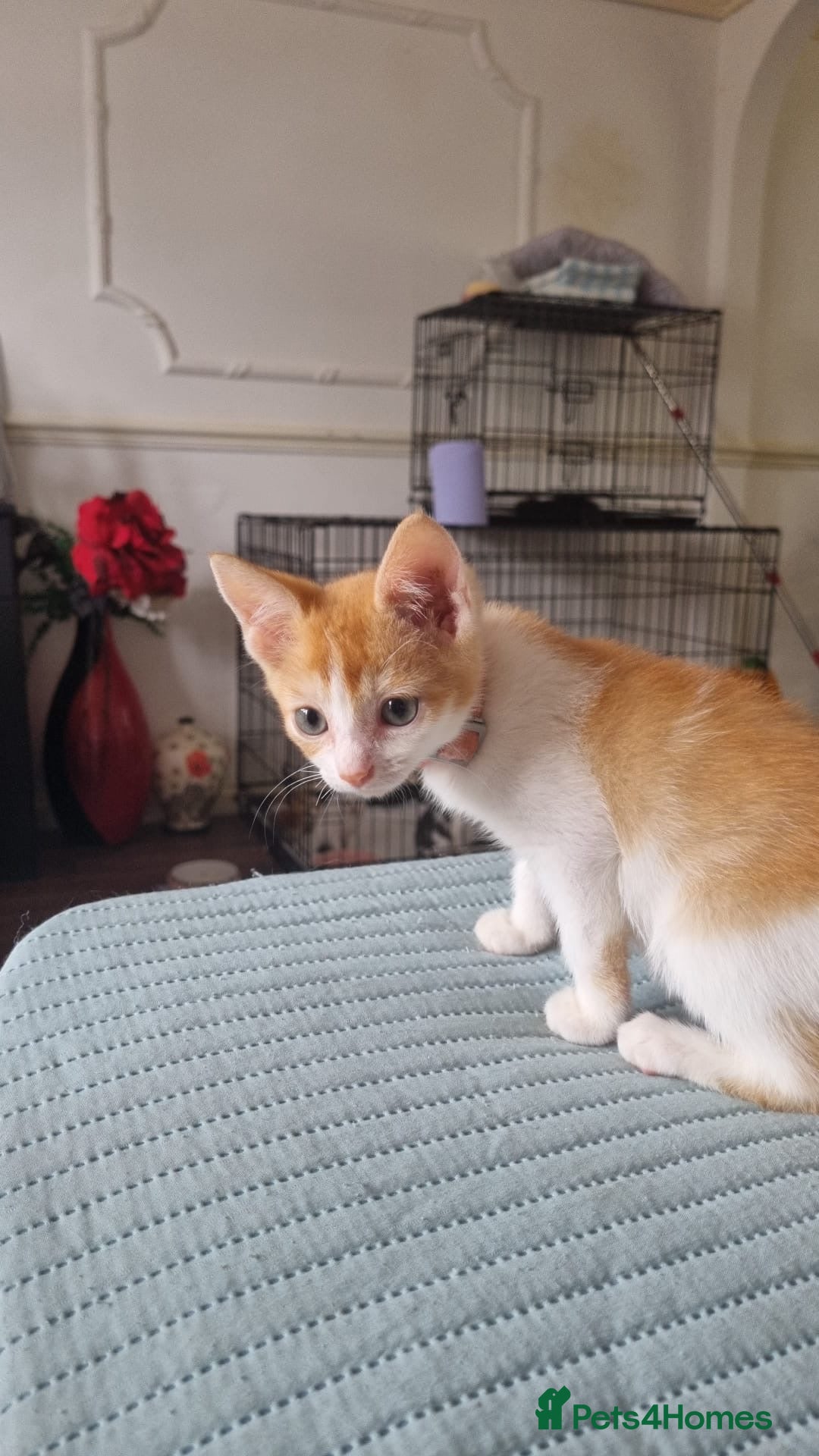 Domestic Shorthair cats for sale: READY TO GO  - Image 6