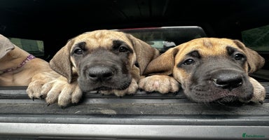 Great Dane dogs - Advert 10