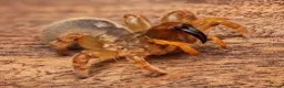 Mixed Breed invertebrates for sale: Blue Centipede, Pygmy Scorpion, Big Tooth Spider - Advert 6