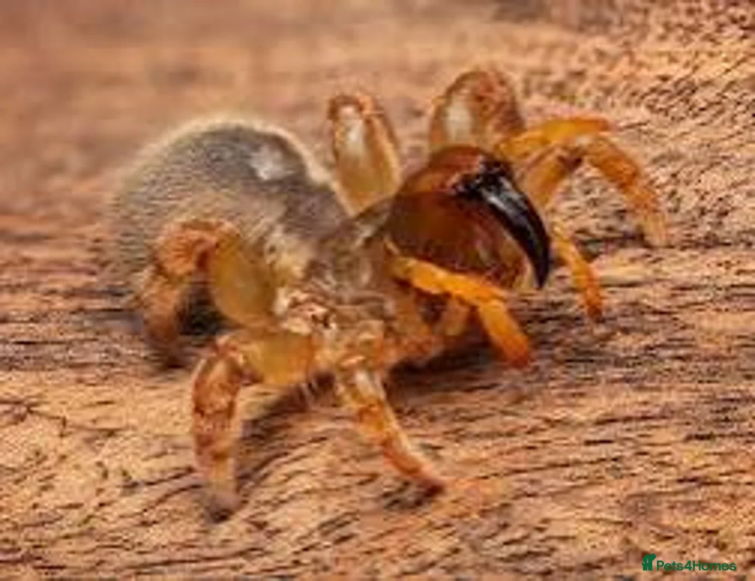 Mixed Breed invertebrates for sale: Blue Centipede, Pygmy Scorpion, Big Tooth Spider - Advert 6