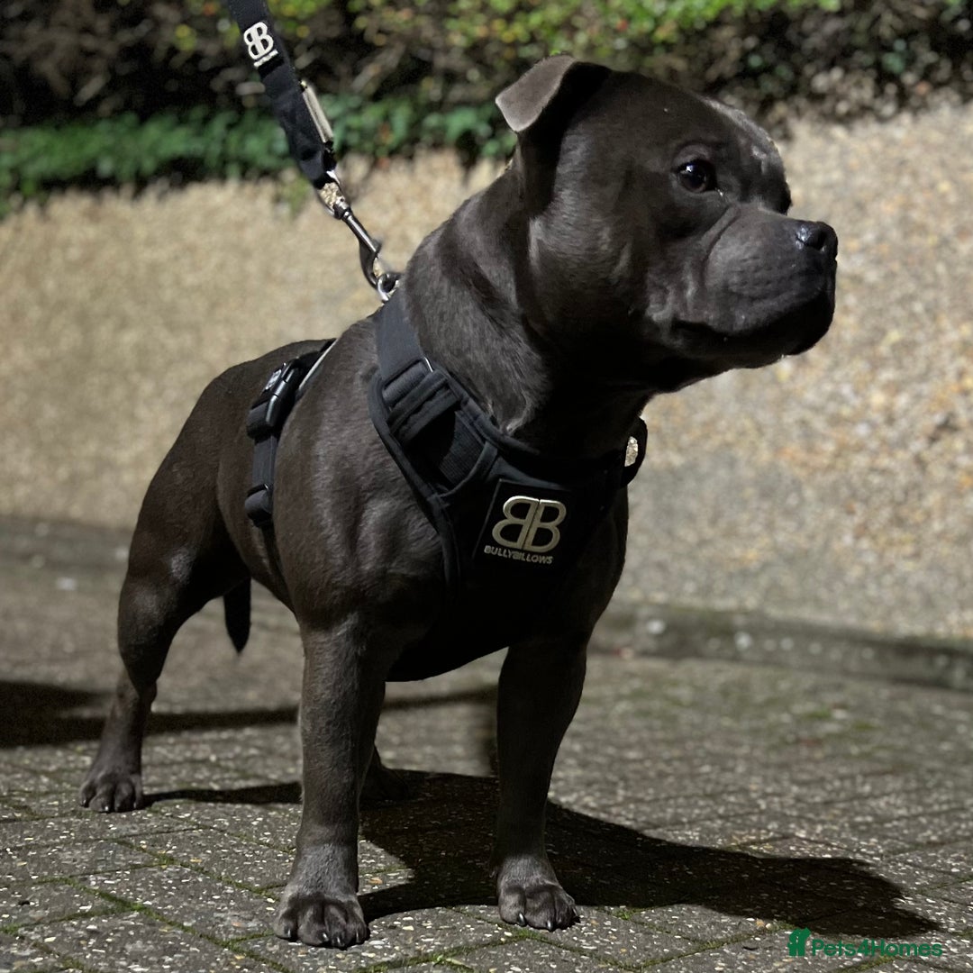Staffordshire Bull Terrier dogs for stud: SOLID BLUE PIRO x JOKER BLOODLINE in London - Image 2