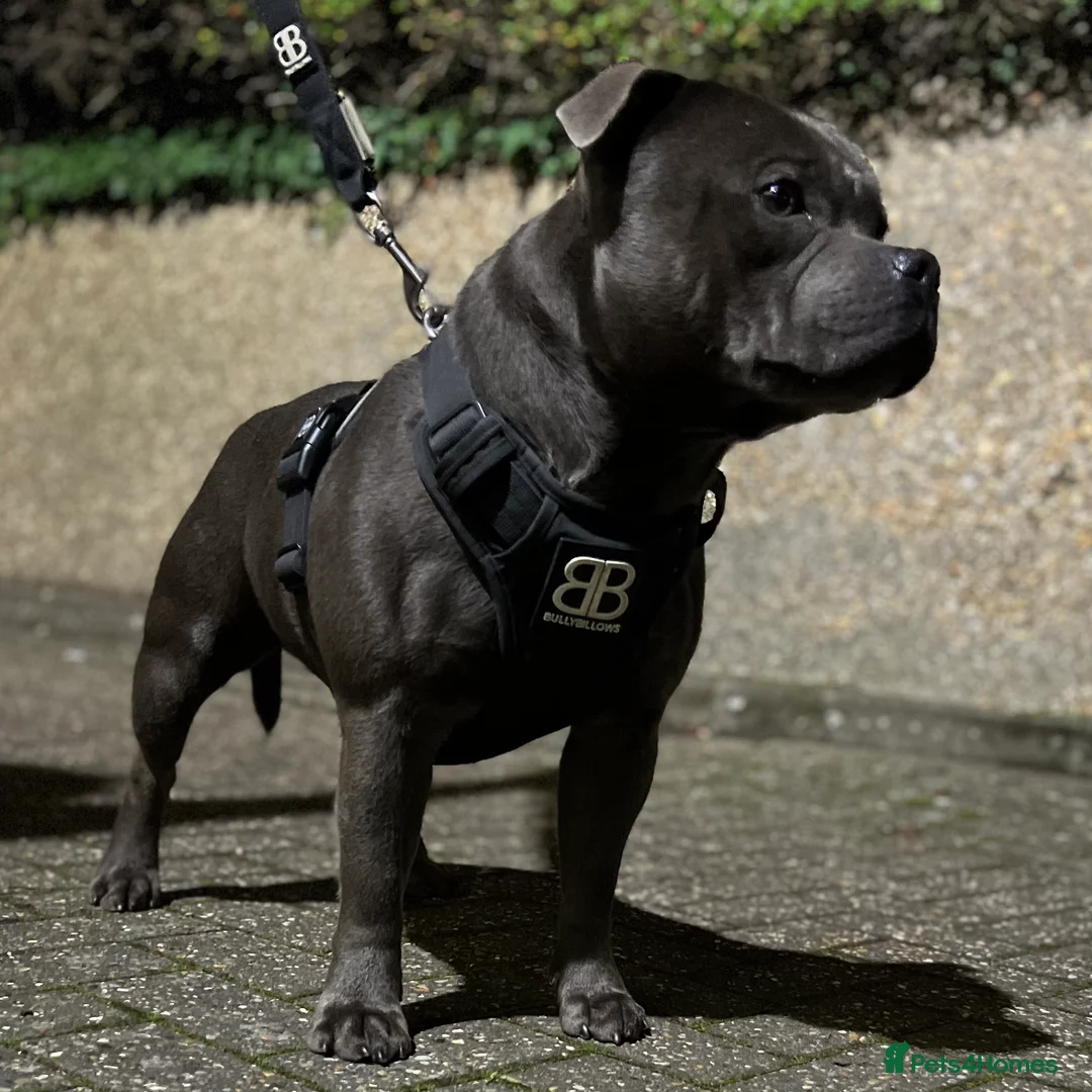 Staffordshire Bull Terrier dogs for stud: SOLID BLUE PIRO x JOKER BLOODLINE in London - Advert 2