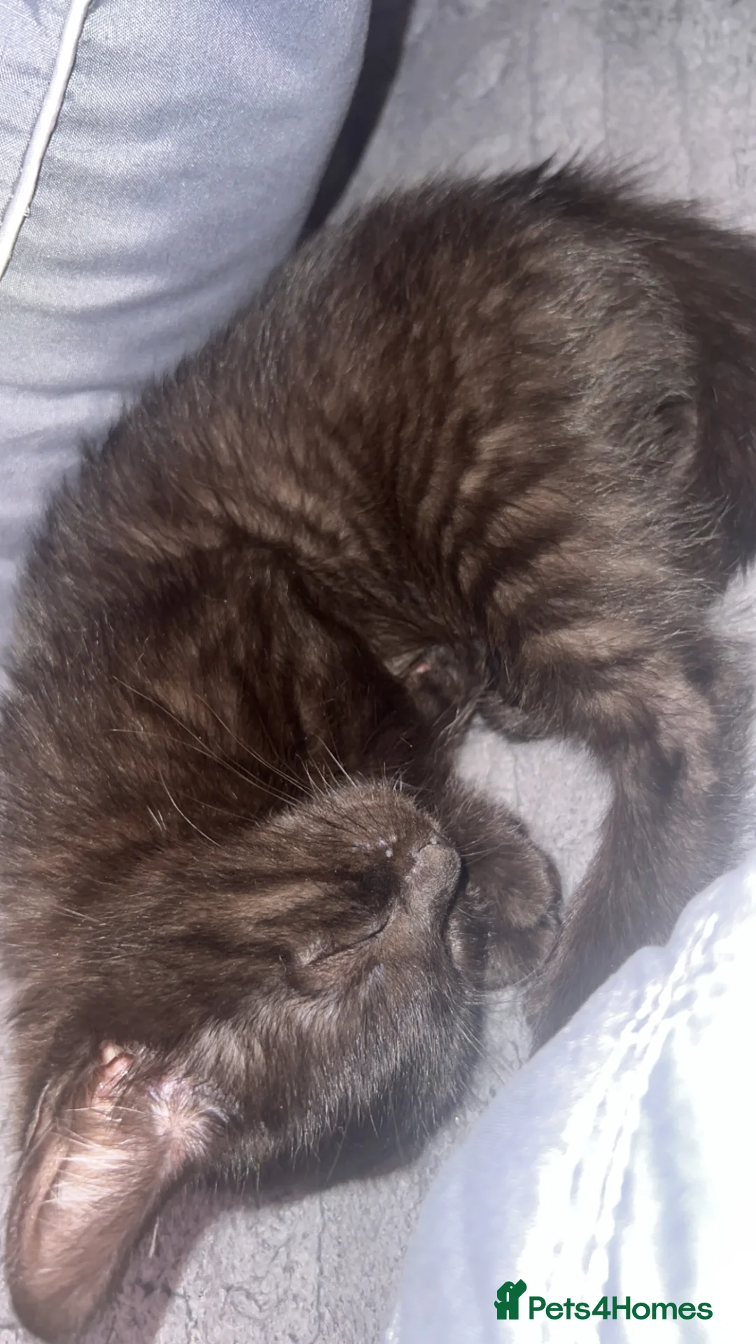 Mixed Breed cats for sale: Black kitten gray stripes - Advert 2