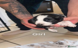 Mixed Breed dogs for sale: 5 beautiful mixed puppies  - Image 5