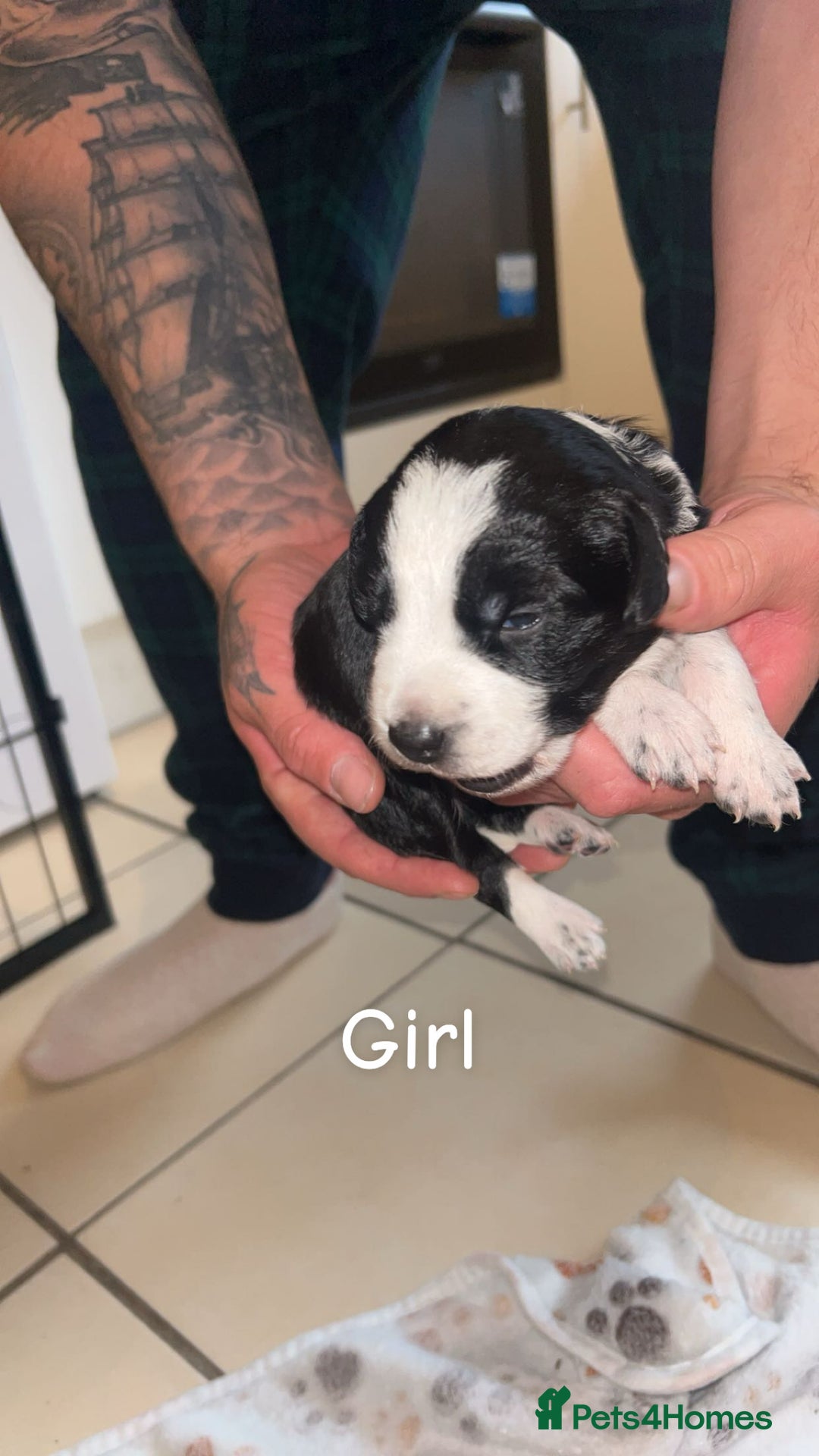 Mixed Breed dogs for sale: 5 beautiful mixed puppies  - Image 5