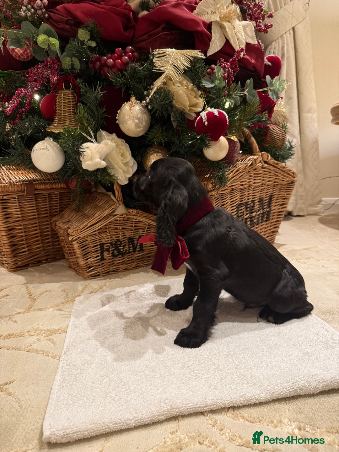 Cocker Spaniel dogs for sale: Cocker spaniel puppies  - Advert 18