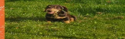 Dachshund dogs for stud: Harley (kleinartemis apollo) kc name  in Glasgow - Advert 7