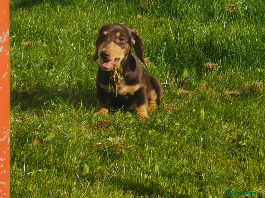 Dachshund dogs for stud: Harley (kleinartemis apollo) kc name  in Glasgow - Advert 7