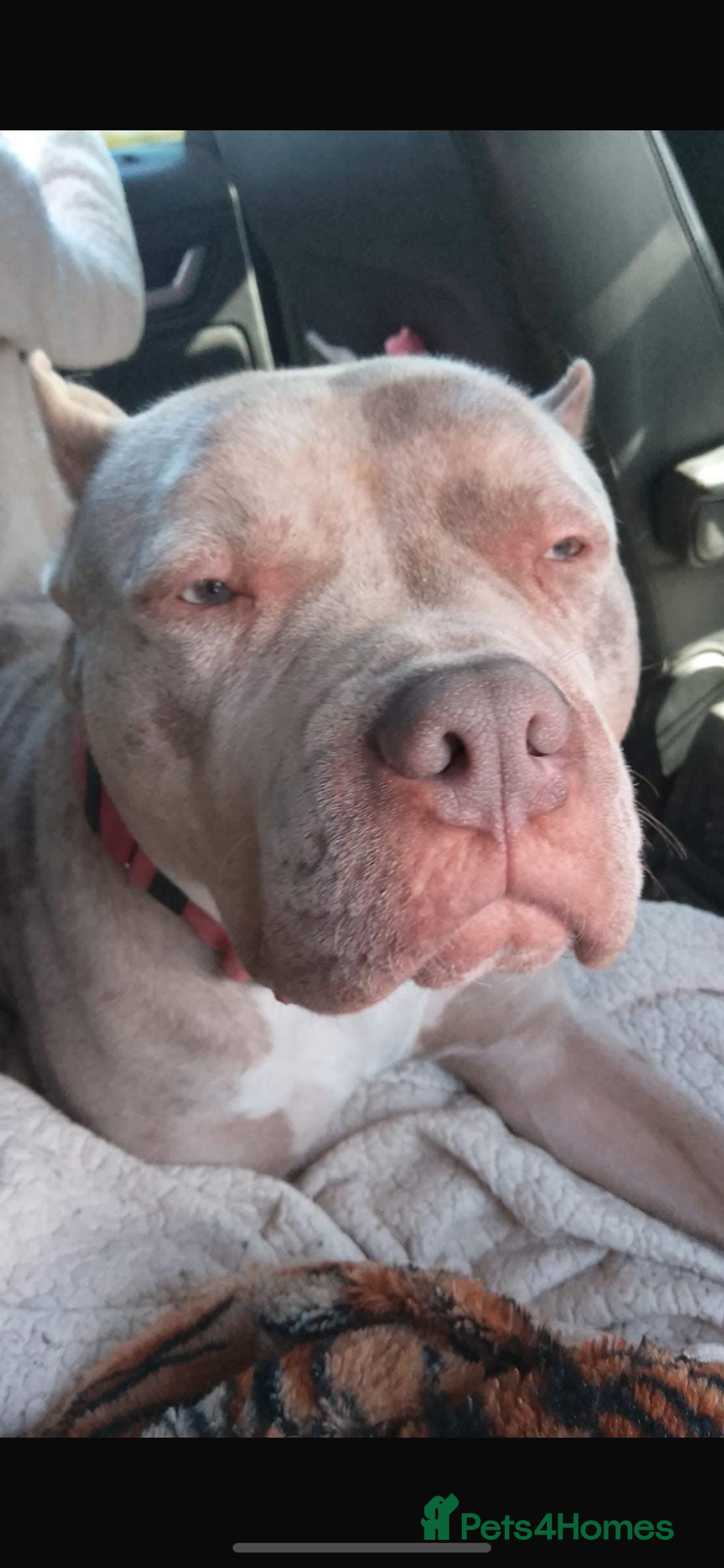 Mixed Breed dogs for sale: NORTH AMERICAN MASTIFF - Image 2