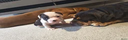 Mixed Breed dogs for sale: American bull cross old tyme  in Skegness - Advert 10