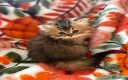 Scottish Fold cats for sale: Now Taking Reservations Scottish Straight  - Image 32