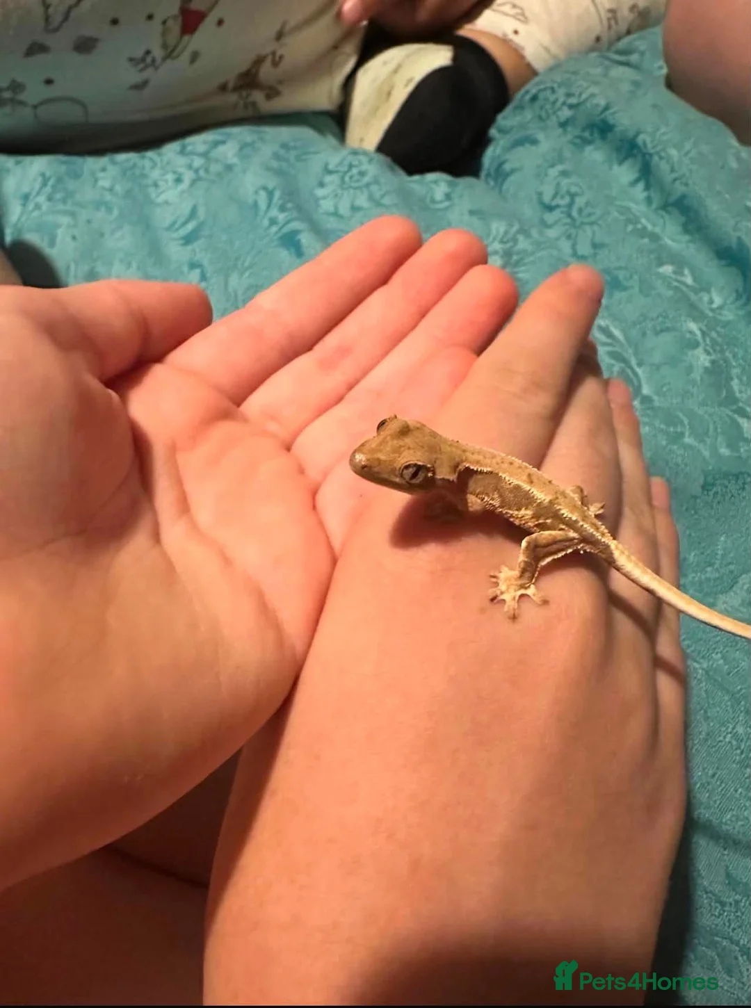 Gecko reptiles for sale: Baby crested gecko - Advert 4