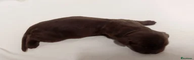Sprocker 6