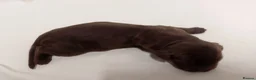 Sprocker dogs for sale: F1 sprocker puppies - Advert 36
