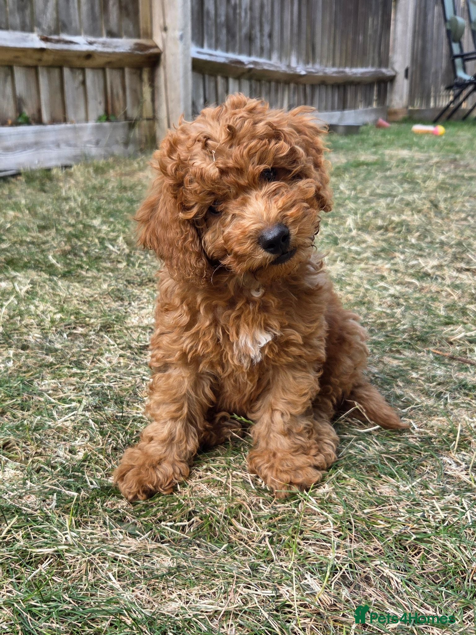Cockapoo dogs Price reduced! ready to go - F1b Cockapoo Puppies - Advert 2