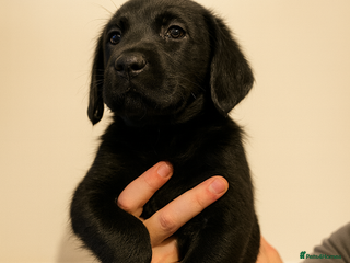 Labrador Retriever dogs KC Bloodline Labrador Retriever Puppies - Advert 2