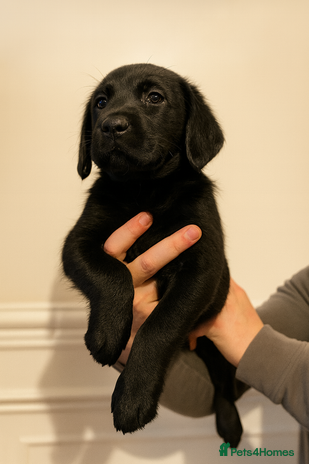 Labrador Retriever dogs KC Bloodline Labrador Retriever Puppies - Advert 9