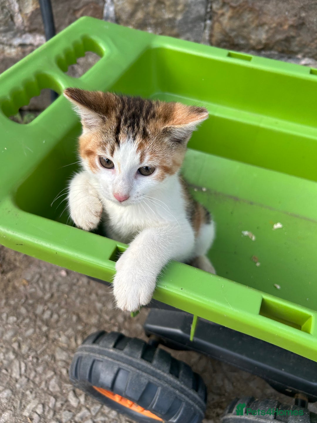 Mixed Breed cats for sale: Beautiful kittens for sale - Image 11