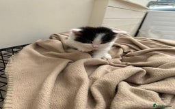 Mixed Breed cats for sale: Kittens - Image 6