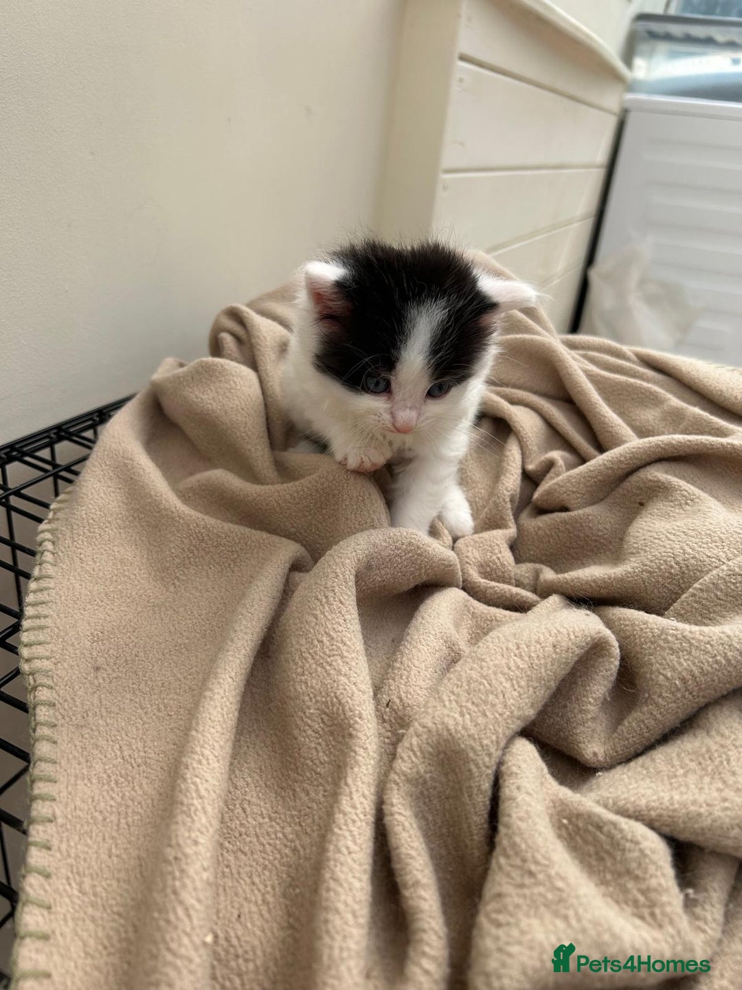 Mixed Breed cats for sale: Kittens - Image 6