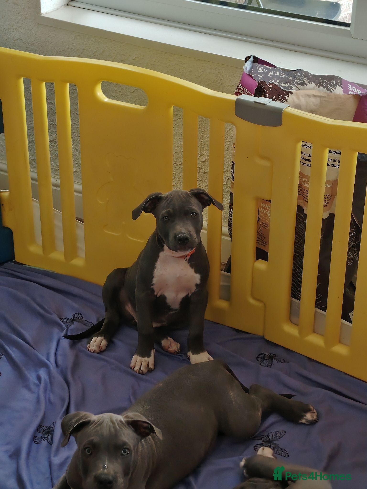Staffordshire Bull Terrier dogs American Staffordshire terrier.ready to leave!!!  - Advert 1