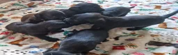 Doxiepoo dogs for sale: 6 doxiepoos - Advert 3