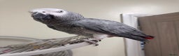 Parrots birds for sale: African grey parrot  - Advert 4