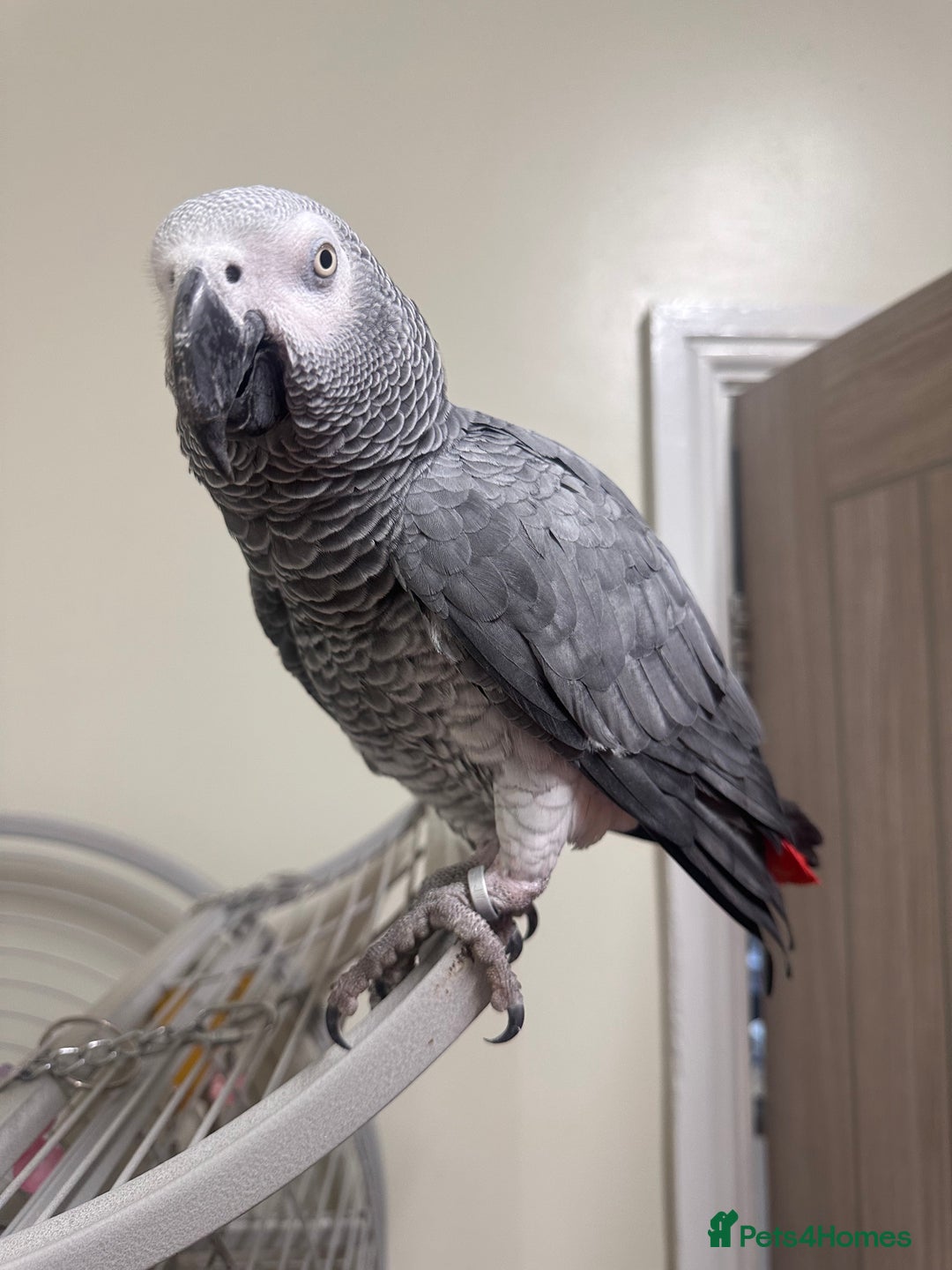 Parrots birds for sale: African grey parrot  - Advert 4