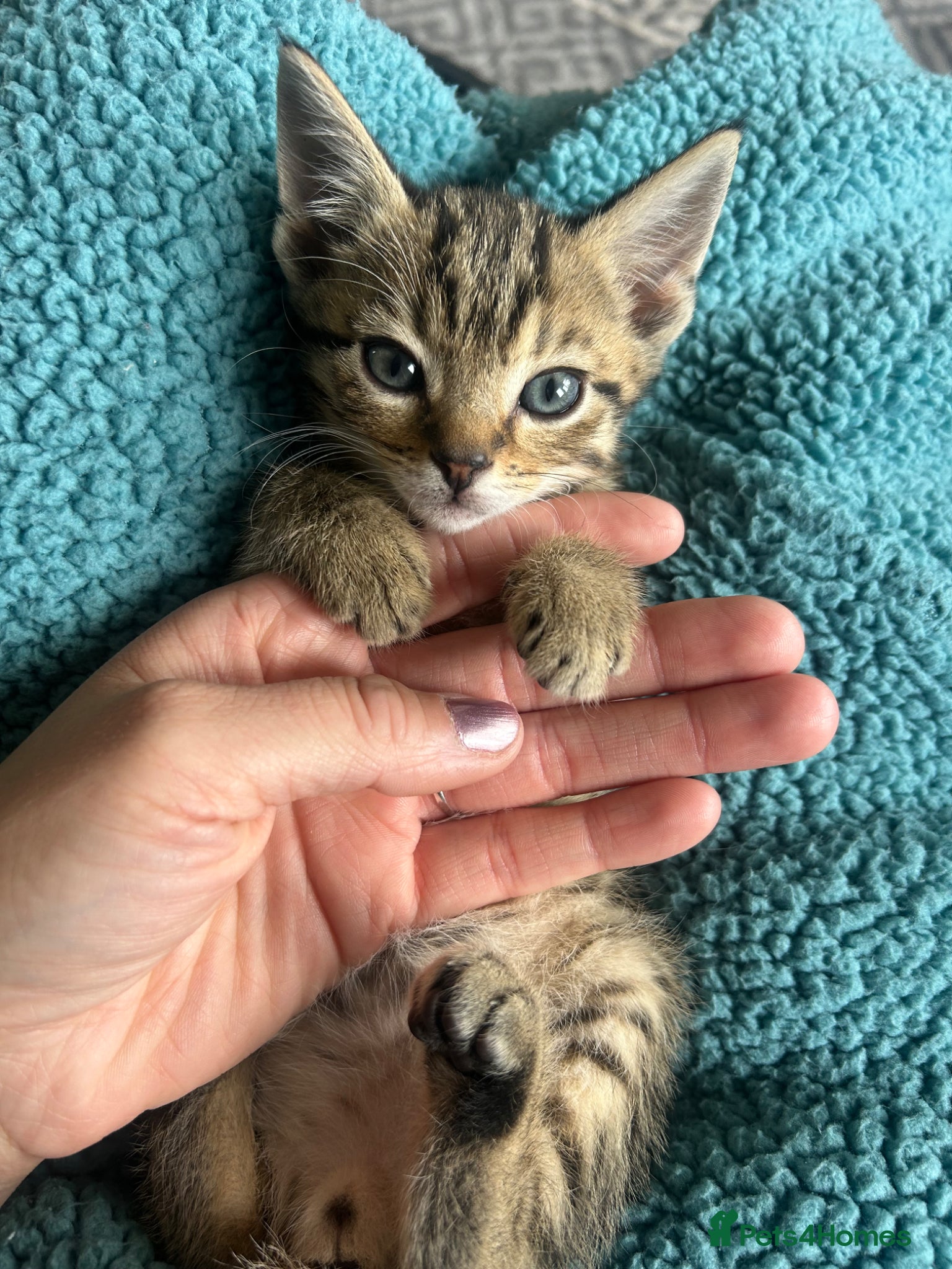Mixed Breed cats Kitten  - Advert 1