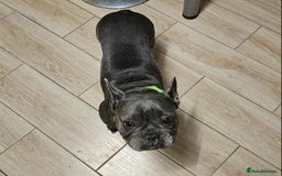 French Bulldog dogs for sale: Rehoming Our Beautiful Girl - Image 5