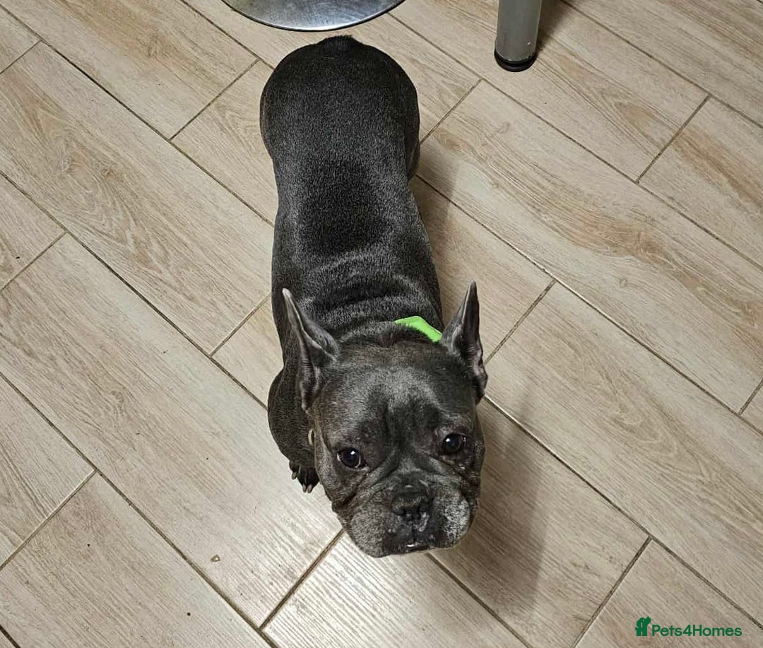 French Bulldog dogs for sale: Rehoming Our Beautiful Girl - Image 5