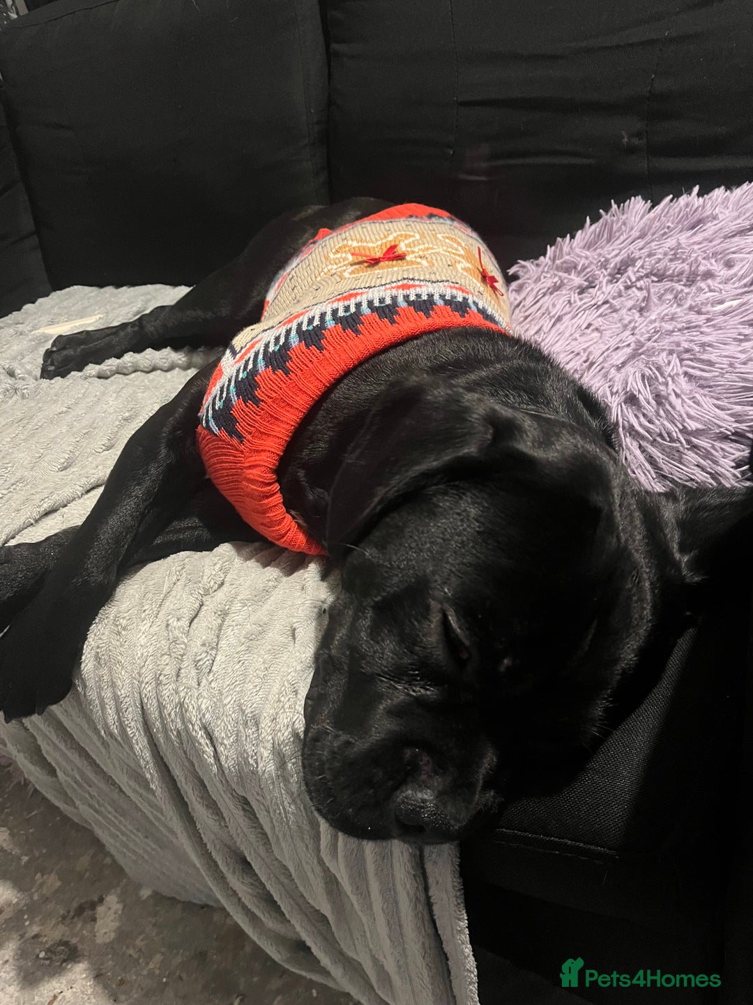 Mixed Breed dogs for sale: Rocky  - Advert 5