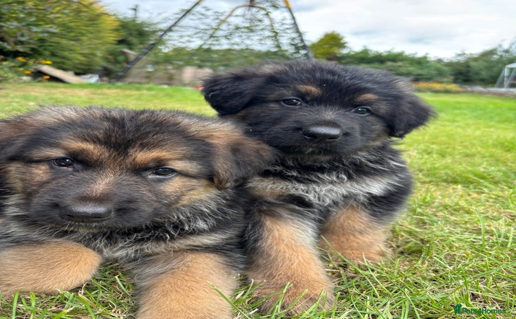 German Shepherd dogs - Advert 11